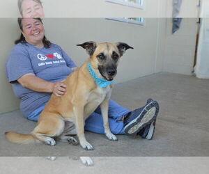 Mutt Dogs for adoption in McKinney, TX, USA