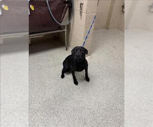 Labrador Retriever-Unknown Mix Dogs for adoption in Conroe, TX, USA