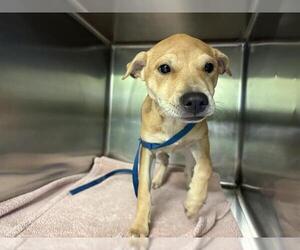 Chinese Shar-Pei-Unknown Mix Dogs for adoption in Grand Prairie, TX, USA