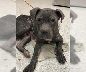 Labrador Retriever Dogs for adoption in Conroe, TX, USA