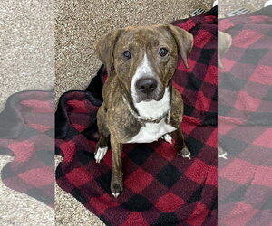 Boxer-Unknown Mix Dogs for adoption in Martinsburg, WV, USA