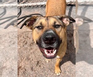 German Shepherd Dog-Unknown Mix Dogs for adoption in Webster, WI, USA