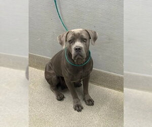 Mutt Dogs for adoption in Las Vegas, NV, USA