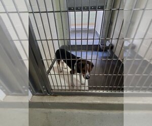 Beagle Dogs for adoption in Upland, CA, USA