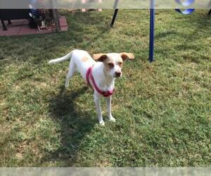Labradinger Dogs for adoption in Pandora, TX, USA