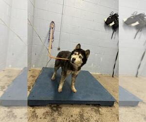 Siberian Husky Dogs for adoption in Woodland, CA, USA