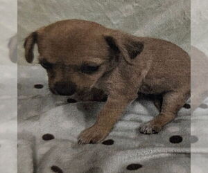 Chihuahua-Unknown Mix Dogs for adoption in Chico, CA, USA