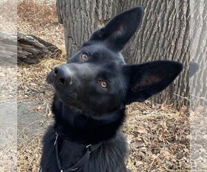 German Shepherd Dog-Unknown Mix Dogs for adoption in Fargo, ND, USA