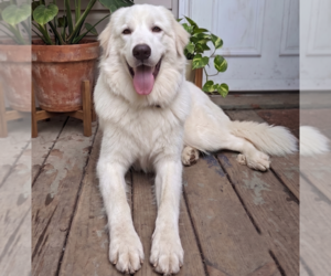 Golden Pyrenees Dogs for adoption in Grovertown, IN, USA