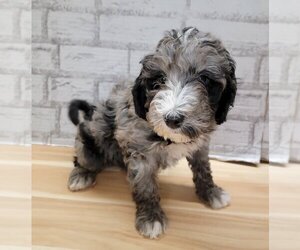 Miniature Bernedoodle Dogs for adoption in Lakewood, CO, USA
