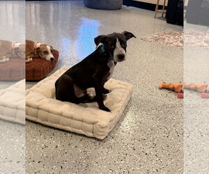 Labrador Retriever-Unknown Mix Dogs for adoption in Phoenix, AZ, USA