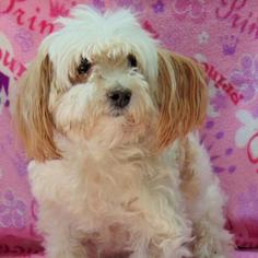 Shih Tzu Dogs for adoption in Lake Forest, CA, USA