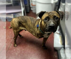 Mutt Dogs for adoption in Fargo, ND, USA