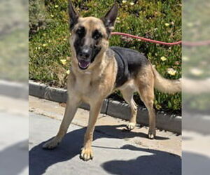 German Shepherd Dog Dogs for adoption in Salinas, CA, USA