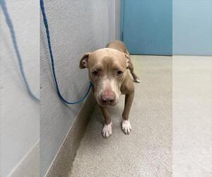 American Pit Bull Terrier-Unknown Mix Dogs for adoption in Las Vegas, NV, USA