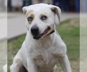 Labrador Retriever-Unknown Mix Dogs for adoption in San Antonio, TX, USA