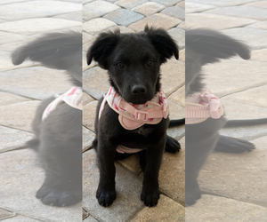 Labrador Retriever-Unknown Mix Dogs for adoption in Valrico, FL, USA