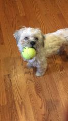 Shih Tzu Dogs for adoption in Media, PA, USA