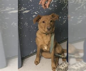 Chow Chow-Labrador Retriever Mix Dogs for adoption in Augusta, GA, USA