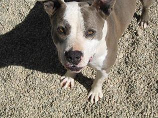 American Staffordshire Terrier Dogs for adoption in Sherman Oaks, CA, USA