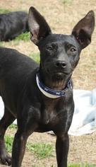 Miniature Pinscher-Unknown Mix Dogs for adoption in Fresno, CA, USA