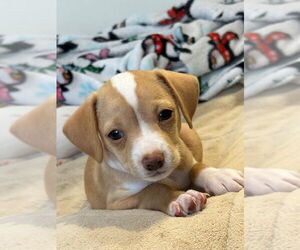 Medium Photo #1 Mutt Puppy For Sale in Mooresville, NC, USA