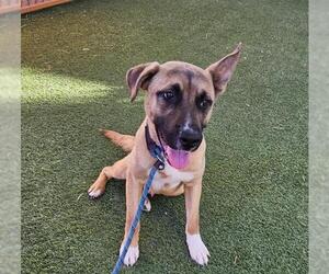 German Shepherd Dog-Unknown Mix Dogs for adoption in Las Vegas, NV, USA