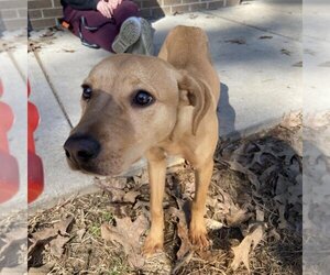 Mutt Dogs for adoption in Bentonville, AR, USA