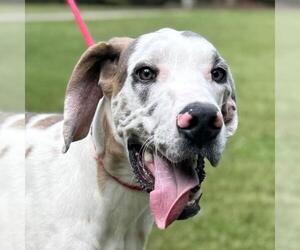 Great Dane-Unknown Mix Dogs for adoption in Yardley, PA, USA
