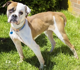 American Bulldog Dogs for adoption in Waynesboro, PA, USA