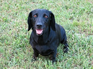 Basschshund Dogs for adoption in Pearland, TX, USA