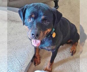 Rottweiler Dogs for adoption in Helena, AL, USA