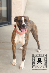 Medium Photo #1 American Pit Bull Terrier Puppy For Sale in Fredericksburg, VA, USA