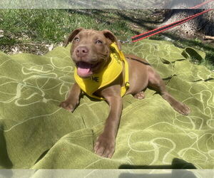 American Pit Bull Terrier-Unknown Mix Dogs for adoption in Sparta, TN, USA