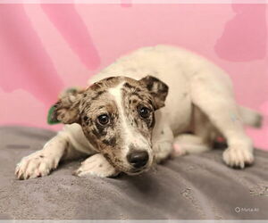 Australian Shepherd-Unknown Mix Dogs for adoption in Talladega, AL, USA