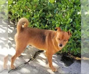 Shiba Inu Dogs for adoption in Redondo Beach, CA, USA