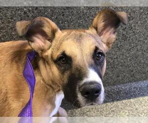 Boxer-German Shepherd Dog Mix Dogs for adoption in pomona, CA, USA