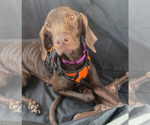 German Shorthaired Pointer Dogs for adoption in Denton, TX, USA