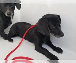 Dachshund Dogs for adoption in Houston, TX, USA
