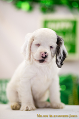 Cocker Spaniel Dogs for adoption in north little rock, AR, USA