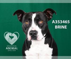 American Pit Bull Terrier-Unknown Mix Dogs for adoption in Stockton, CA, USA