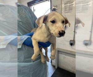 American Pit Bull Terrier-Labrador Retriever Mix Dogs for adoption in Stockton, CA, USA