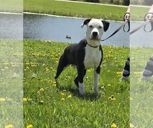 Dogo Argentino-Unknown Mix Dogs for adoption in Oskaloosa, IA, USA