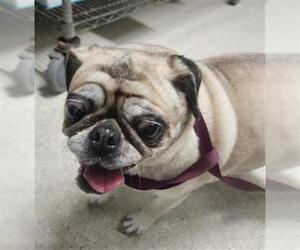 Pug Dogs for adoption in Bakersfield, CA, USA