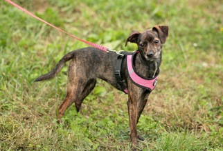 Chipin Dogs for adoption in Columbia, TN, USA