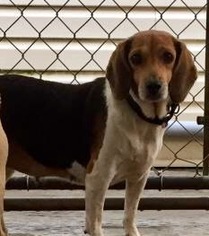 Beagle Dogs for adoption in Pottstown, PA, USA