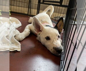 Mutt Dogs for adoption in Davis, CA, USA