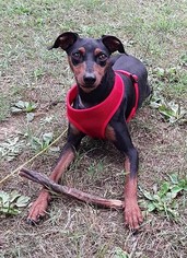 Miniature Pinscher Dogs for adoption in Binghamton, NY, USA