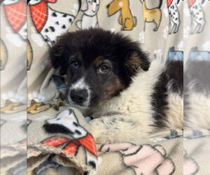 Alaskan Malamute-German Shepherd Dog Mix Dogs for adoption in Foristell, MO, USA