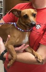 Chiweenie Dogs for adoption in Bauxite, AR, USA